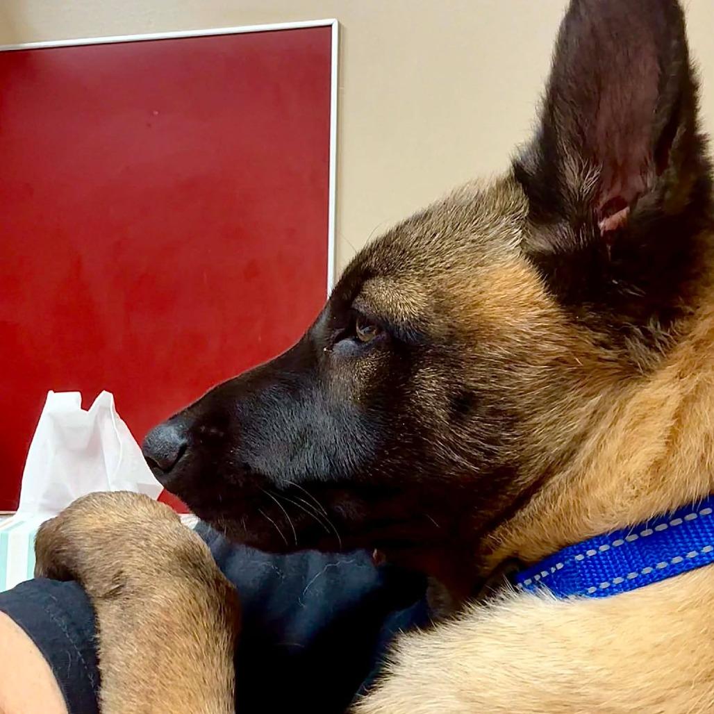 Enlarge Whiskey, a Adoptable Belgian Shepherd / Malinois in Tulsa, OK image 6/6