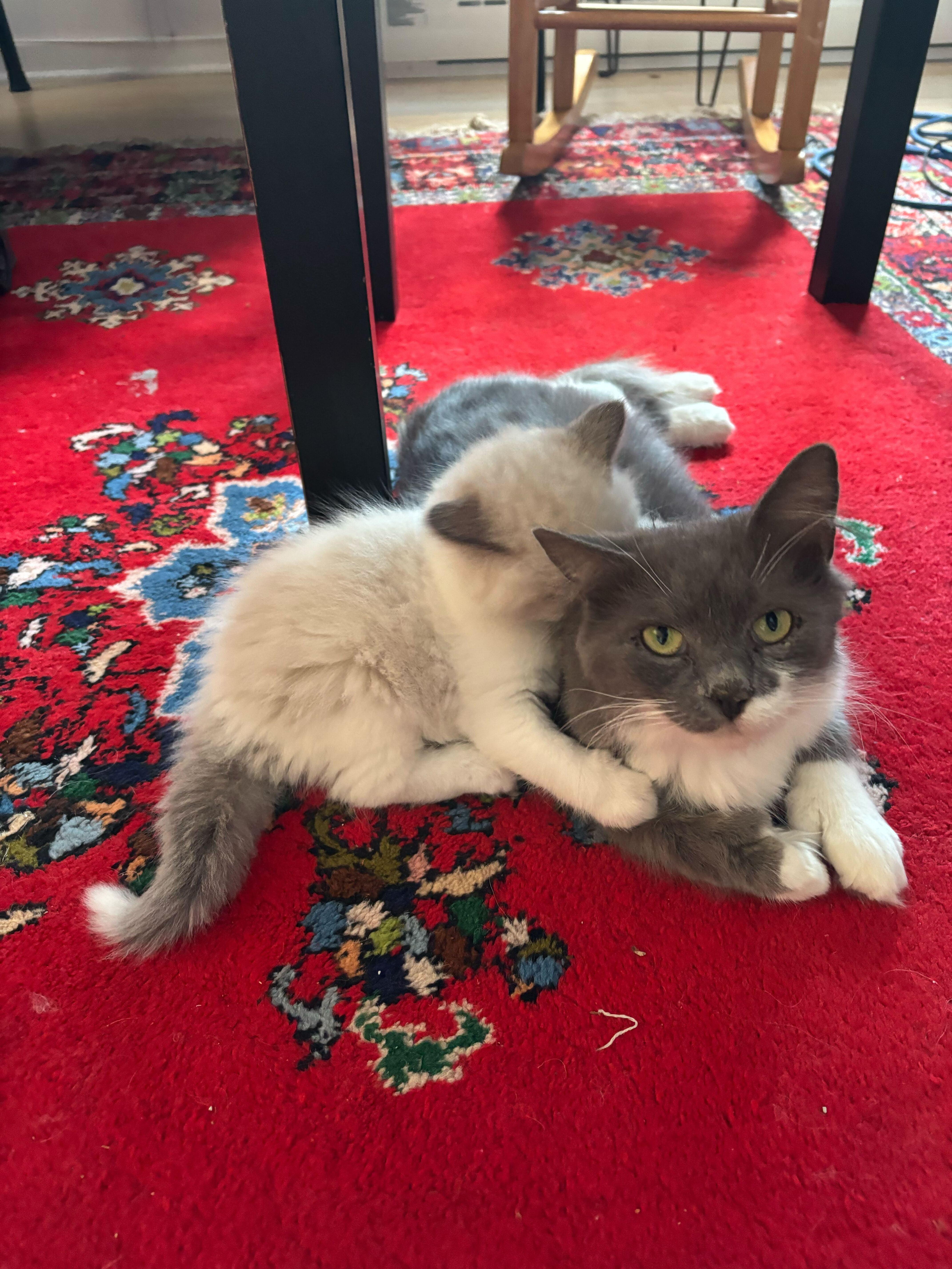 Enlarge Cybelle, a ADOPTABLE Domestic Short Hair in Montreal, QC image 2/2