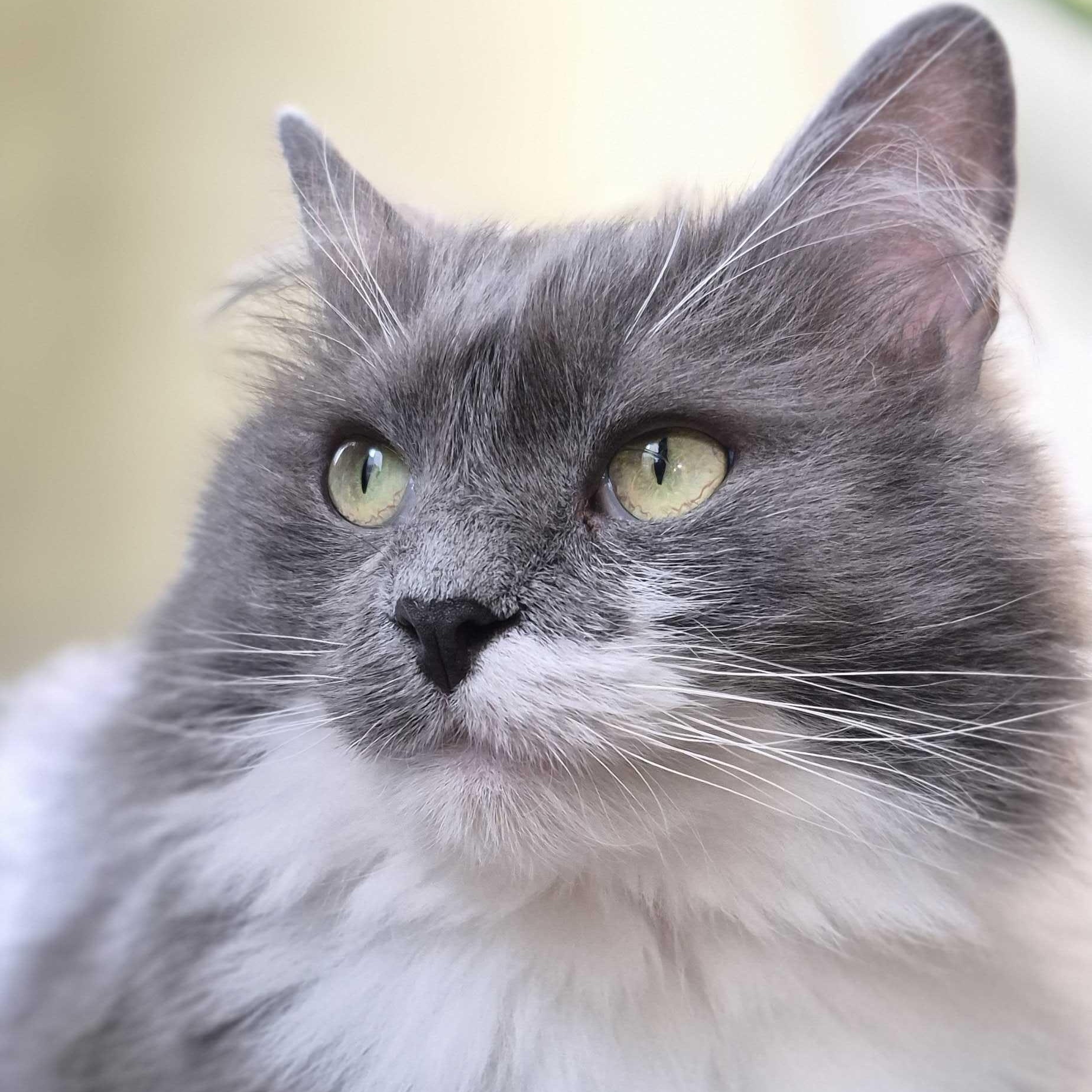 Cybelle, ADOPTABLE, Adult Female Domestic Short Hair.