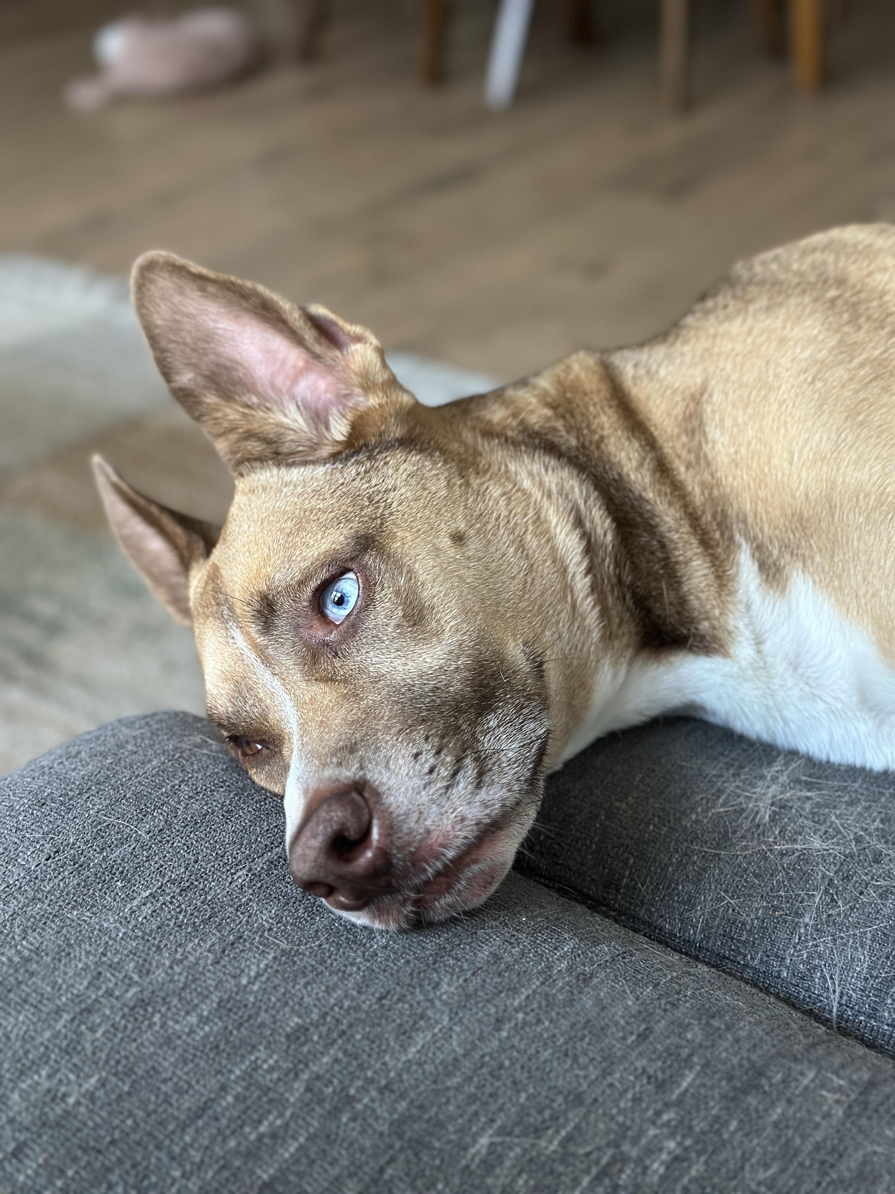 Theo, a Adoptable mixed breed in Newport Beach, CA image 3/4