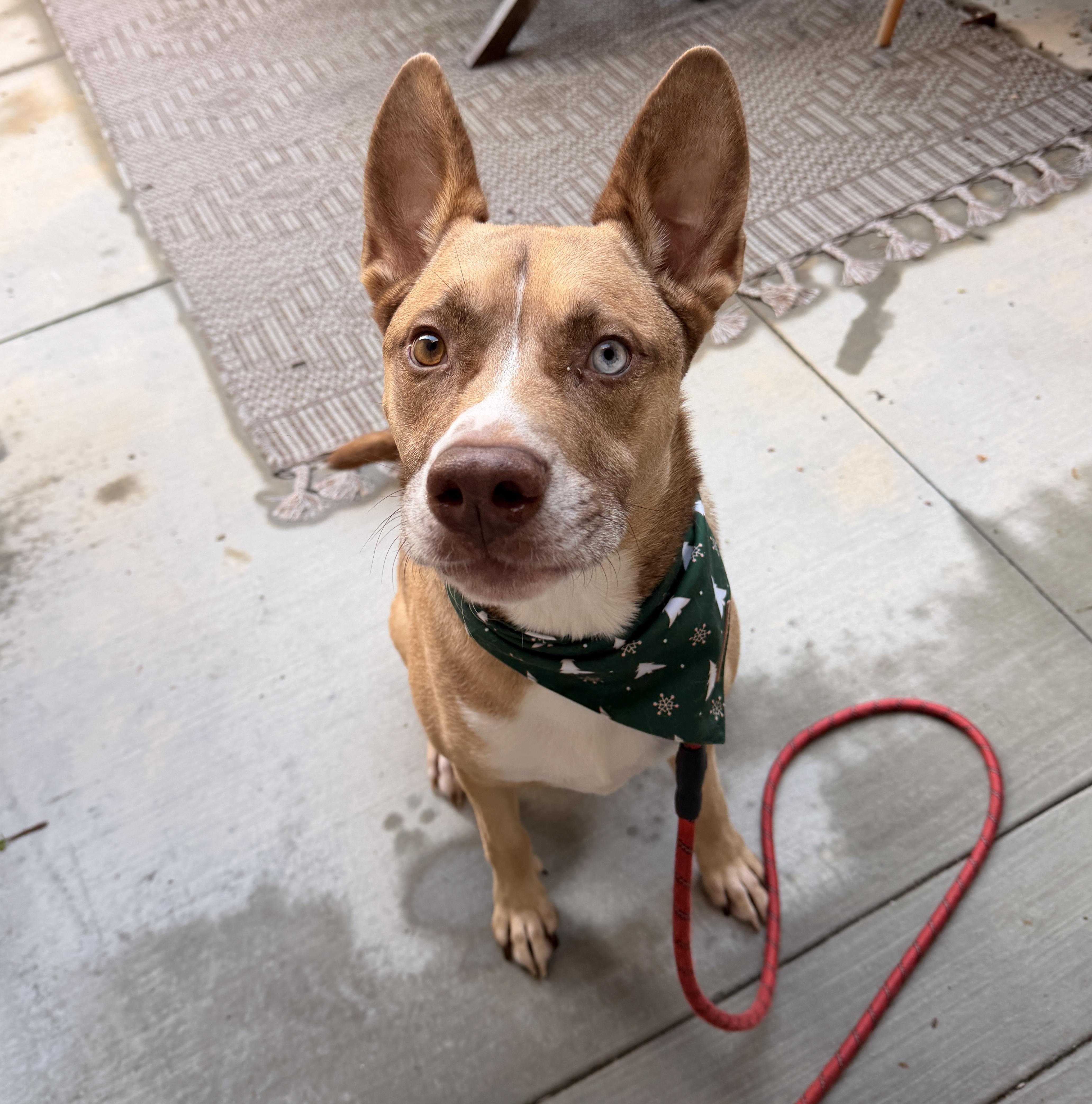 Theo, Adoptable, Adult Male Husky & Pit Bull Terrier.