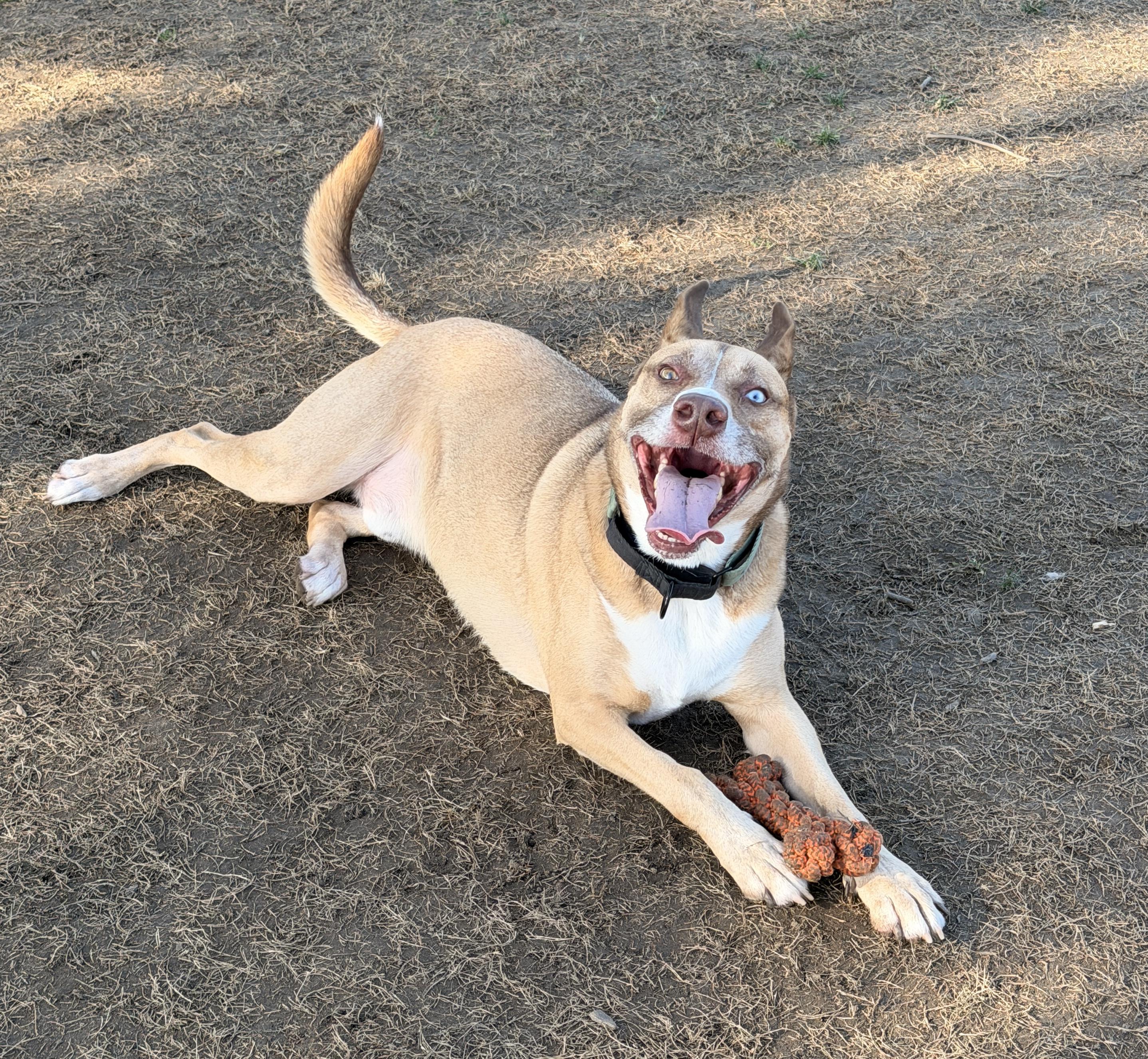 Theo, a Adoptable mixed breed in Newport Beach, CA image 4/4