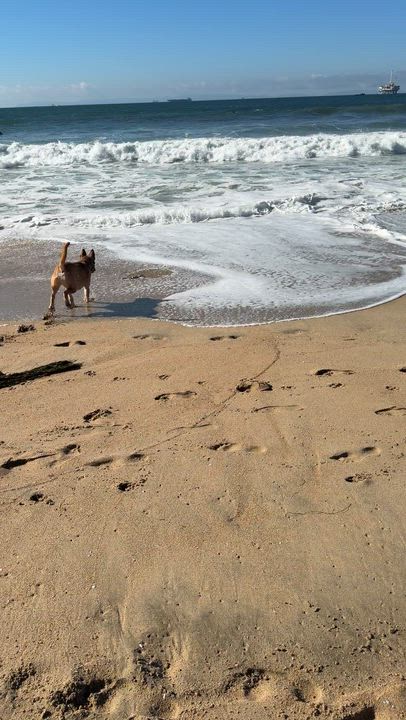 Enlarge Theo, a Adoptable mixed breed in Newport Beach, CA video 2/4