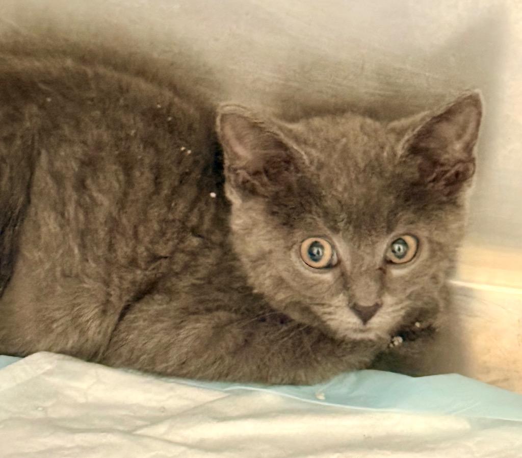 Elsie, Adoptable, Kitten Female Domestic Short Hair.