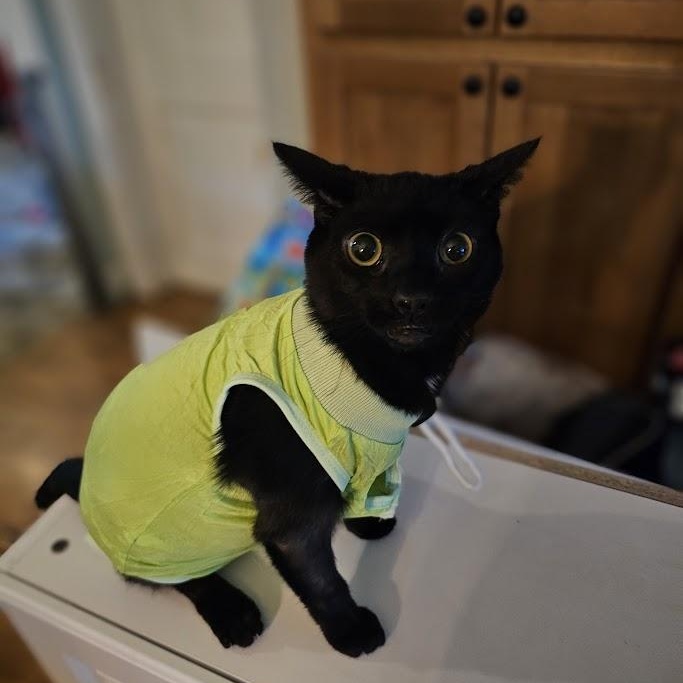Piglet, Adult Male Domestic Medium Hair