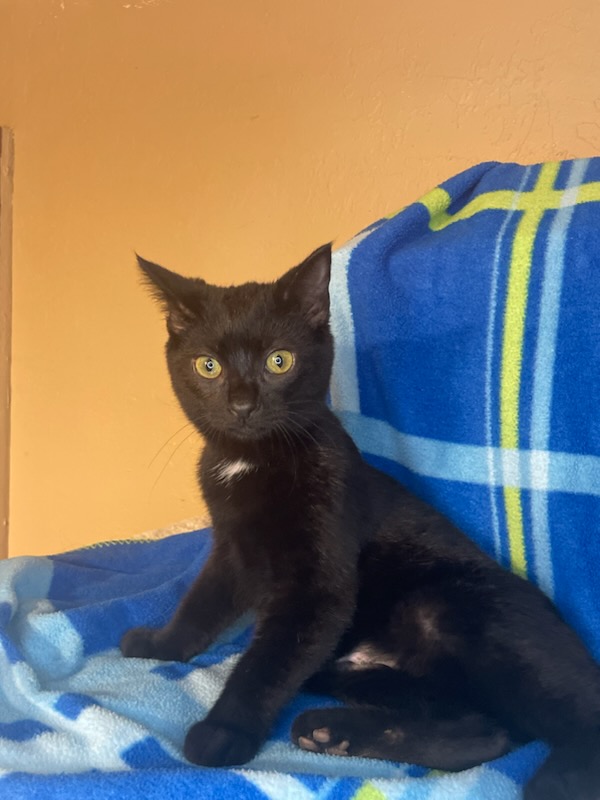 Piglet, an adoptable Domestic Medium Hair in Kalama, WA, 98625 | Photo Image 2