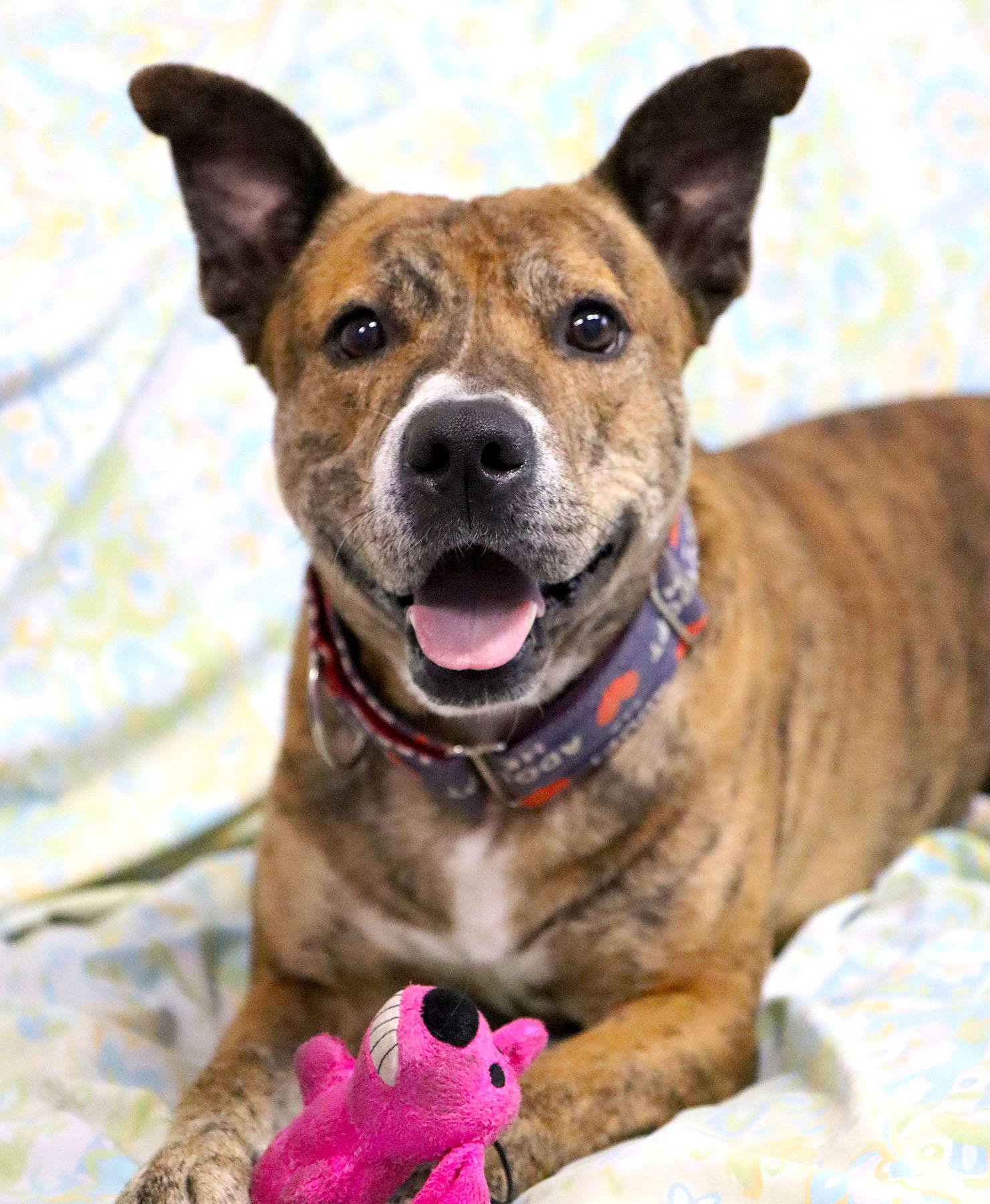 Enlarge Mater *CL*, a Adoptable mixed breed in Kansas City, MO image 1/3