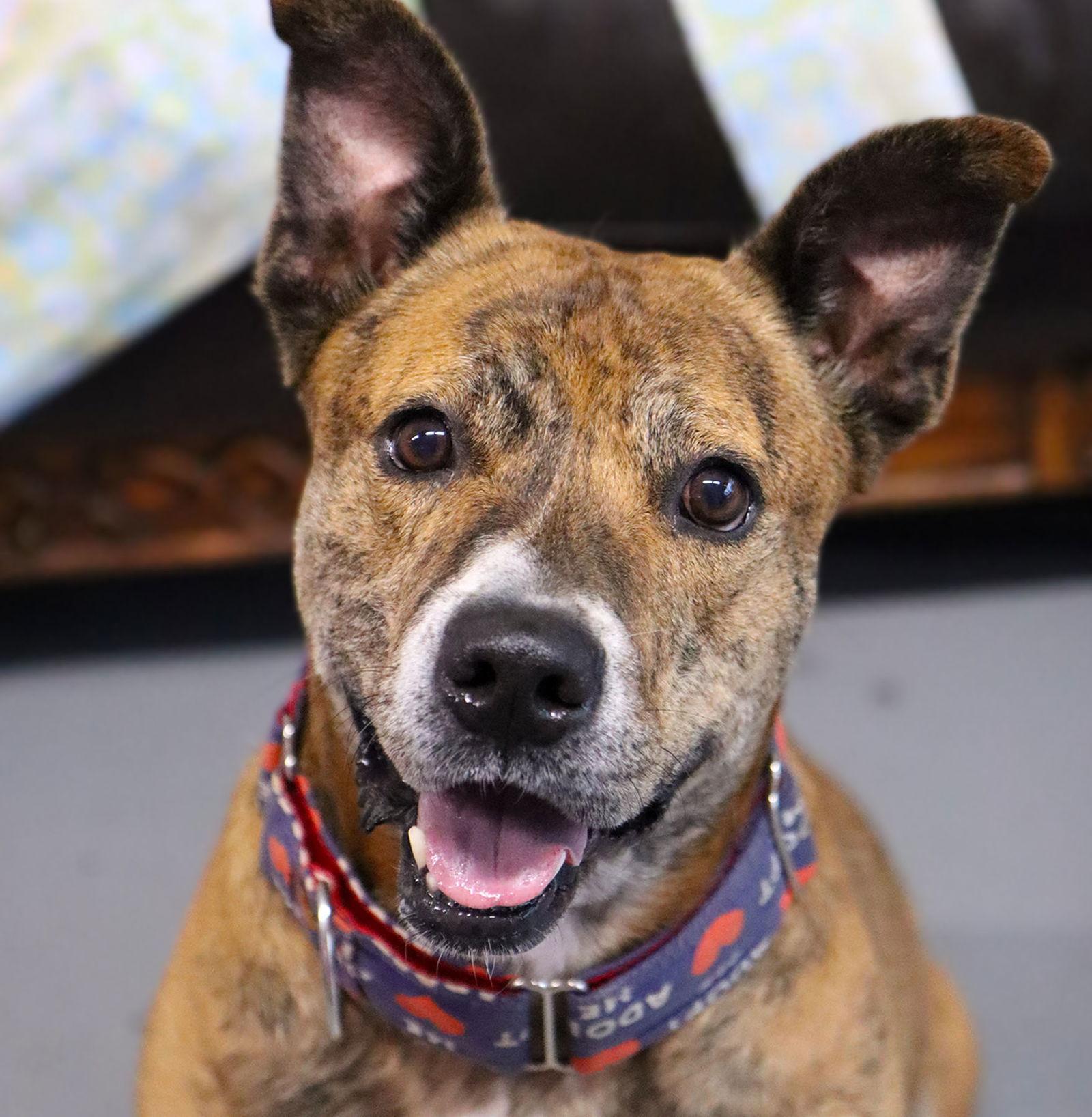 Enlarge Mater *CL*, a Adoptable mixed breed in Kansas City, MO image 3/3