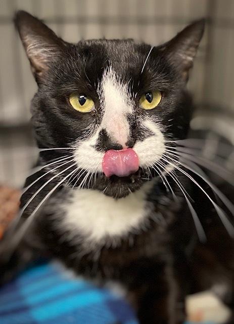 Forrest, Adoptable, Adult Male Domestic Short Hair.