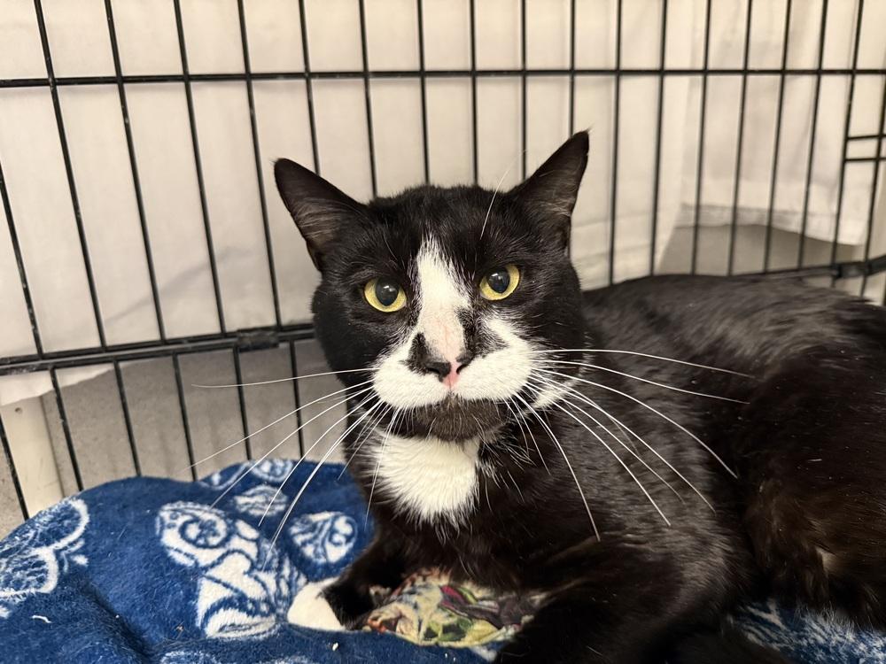Forrest, a Adoptable Domestic Short Hair in Duxbury, MA image 2/3