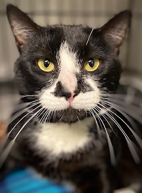 Forrest, a Adoptable Domestic Short Hair in Duxbury, MA image 3/3