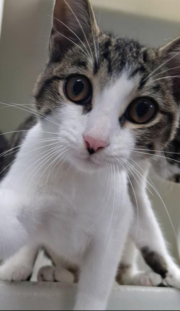 Winky #2, Adoptable, Kitten Male Domestic Short Hair & Tabby.