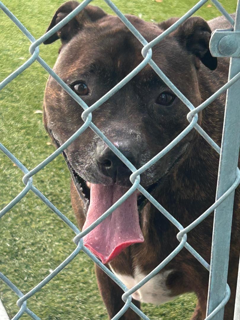 Bailey, ADOPTABLE, Adult Female Plott Hound.