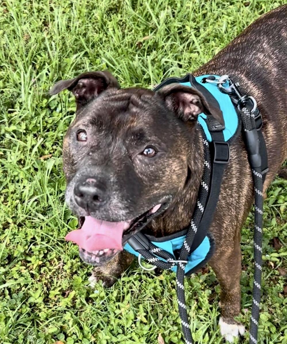 Enlarge Bailey, a ADOPTABLE mixed breed in Coconut Creek, FL image 2/3