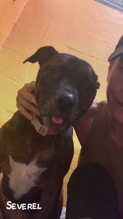 Enlarge Bailey, a ADOPTABLE mixed breed in Coconut Creek, FL video 3/3