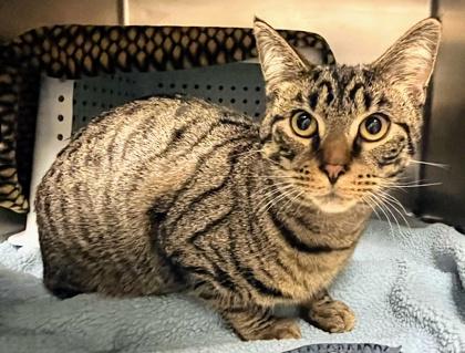 Enlarge Gabriell, a Adoptable mixed breed in Jamestown, NY image 1/2