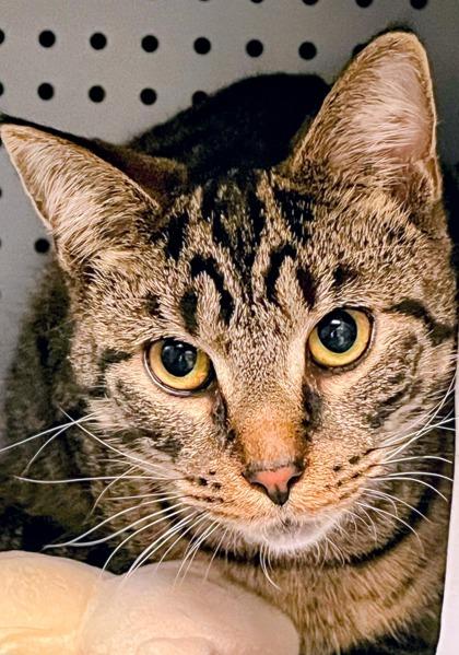 Enlarge Gabriell, a Adoptable mixed breed in Jamestown, NY image 2/2