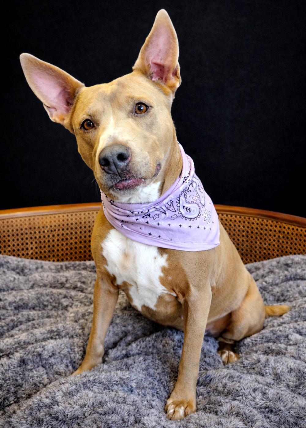 Enlarge Stella, a ADOPTABLE mixed breed in Cheboygan, MI image 5/5