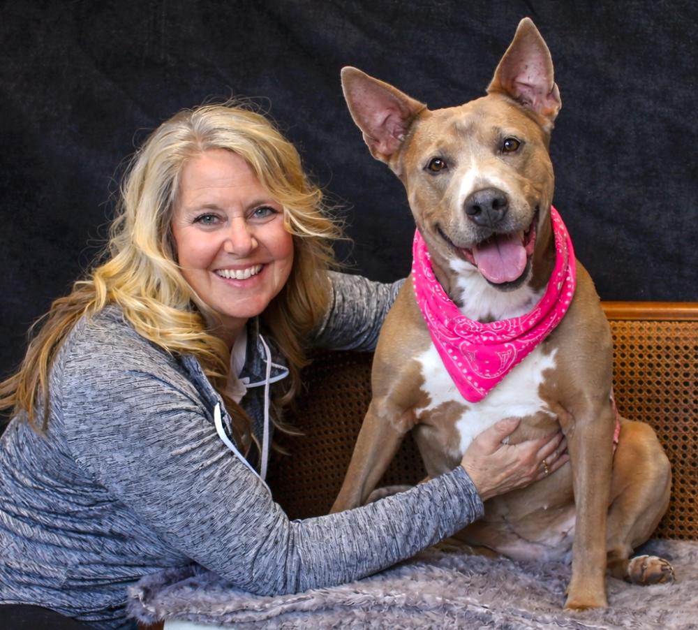 Stella, ADOPTABLE, Adult Female American Staffordshire Terrier & Labrador Retriever.