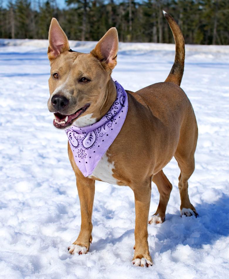 Enlarge Stella, a ADOPTABLE mixed breed in Cheboygan, MI image 3/5