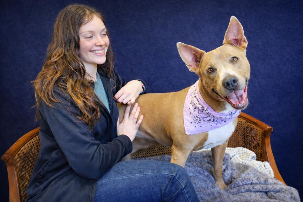 Stella, ADOPTABLE, Adult Female American Staffordshire Terrier & Labrador Retriever.