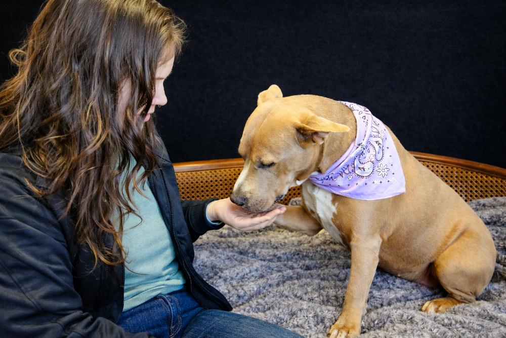 Enlarge Stella, a ADOPTABLE mixed breed in Cheboygan, MI image 4/5