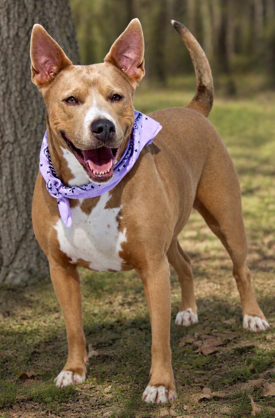 Stella, a ADOPTABLE mixed breed in Cheboygan, MI image 2/6