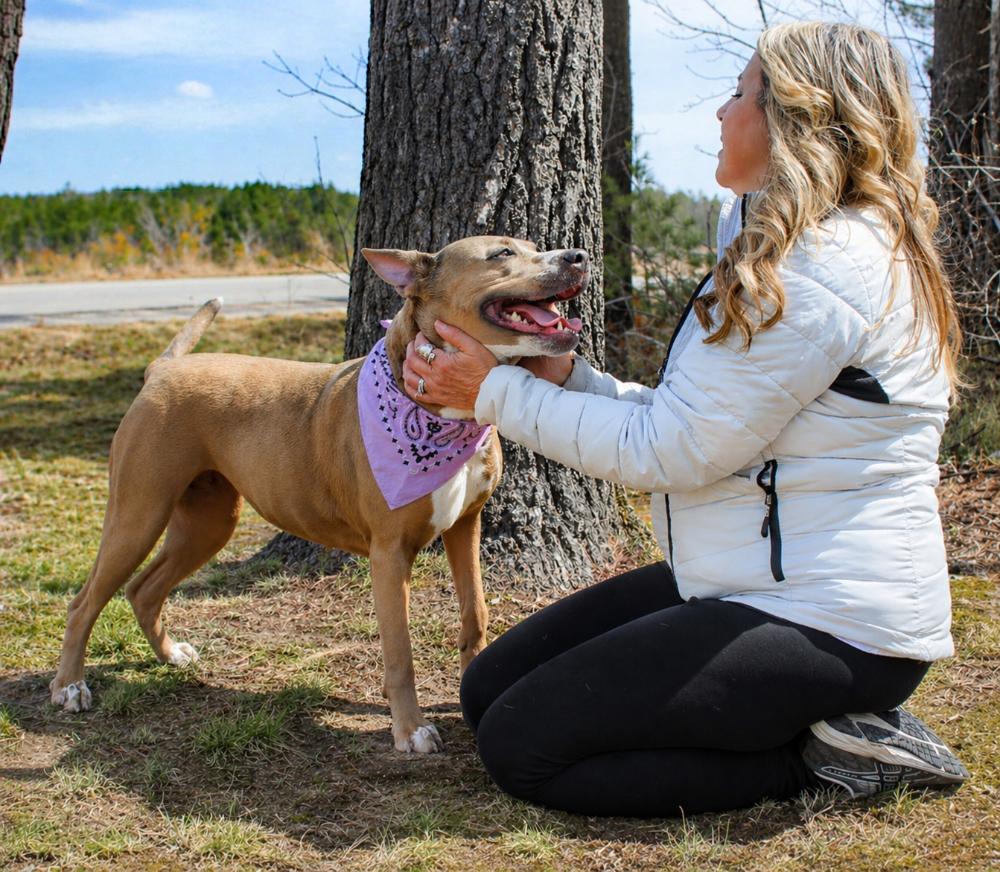 Enlarge Stella, a ADOPTABLE mixed breed in Cheboygan, MI image 5/6