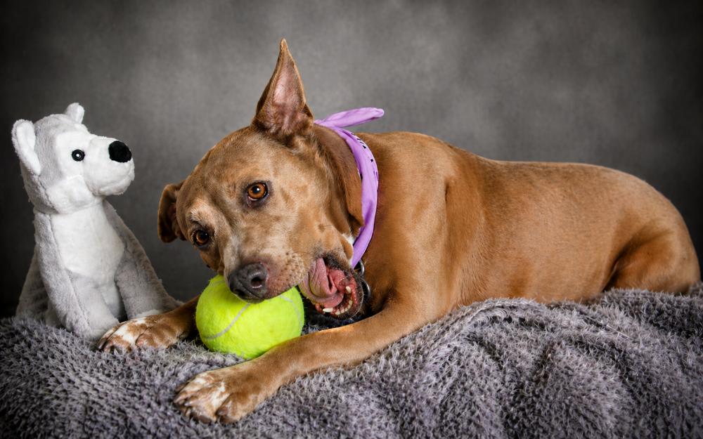 Stella, a ADOPTABLE mixed breed in Cheboygan, MI image 5/6