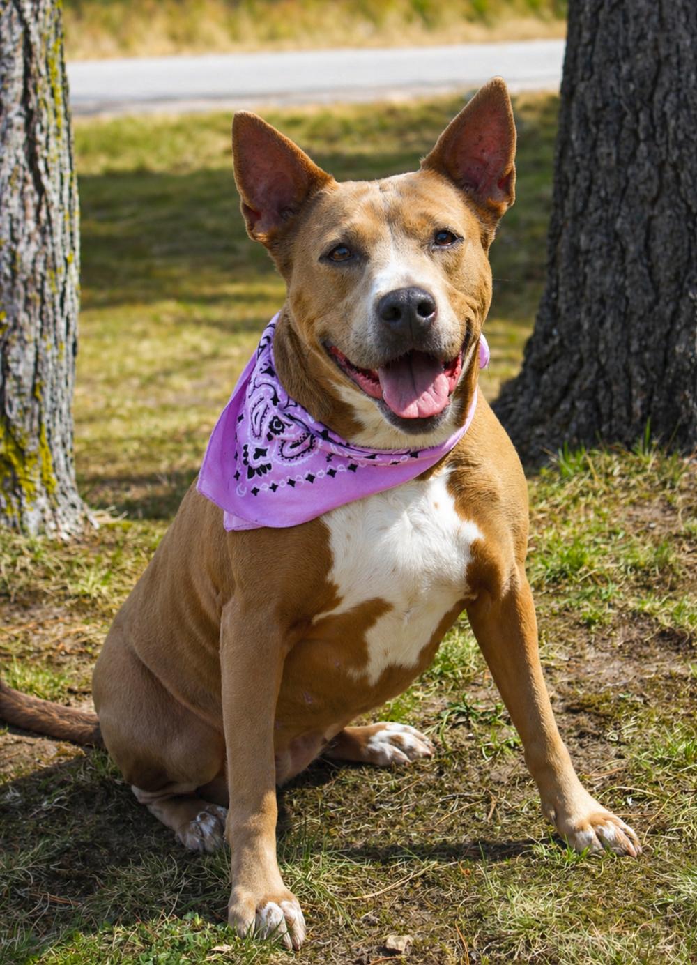 Enlarge Stella, a ADOPTABLE mixed breed in Cheboygan, MI image 3/6