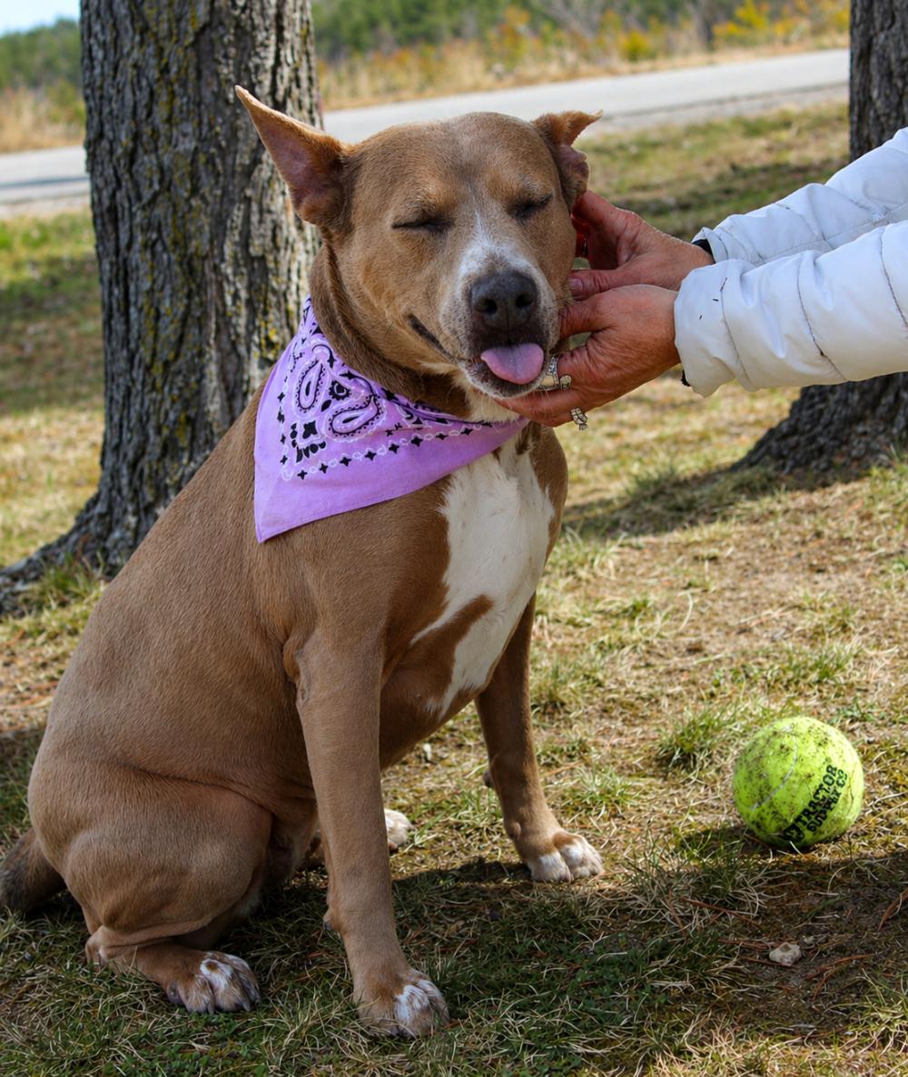 Enlarge Stella, a ADOPTABLE mixed breed in Cheboygan, MI image 6/6
