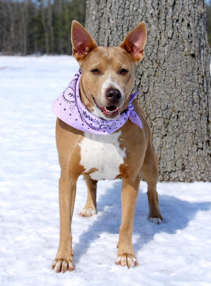 Enlarge Stella, a ADOPTABLE mixed breed in Cheboygan, MI image 2/5
