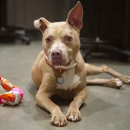 Enlarge Shimmer, a Adoptable mixed breed in Atlanta, GA image 1/3