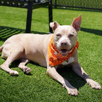 Enlarge Shimmer, a Adoptable mixed breed in Atlanta, GA image 2/3