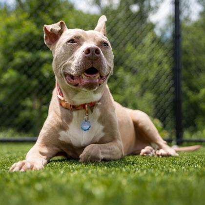 Enlarge Shimmer, a Adoptable mixed breed in Atlanta, GA image 3/3
