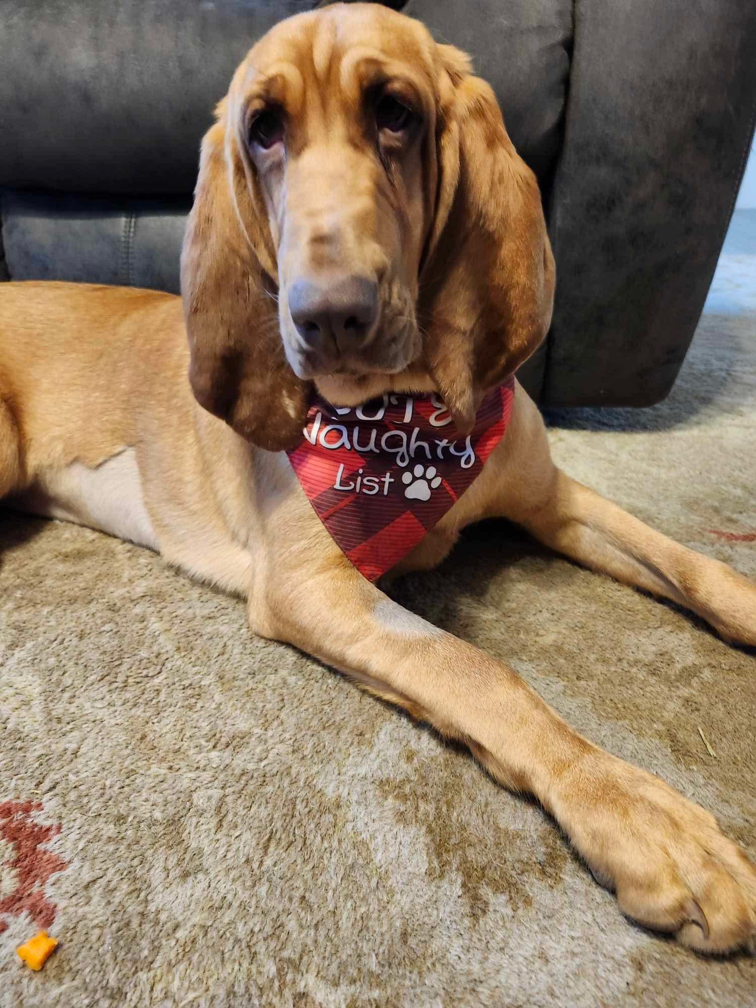 Enlarge Daisy, a Adopted Bloodhound in Port Saint Lucie, FL image 2/6