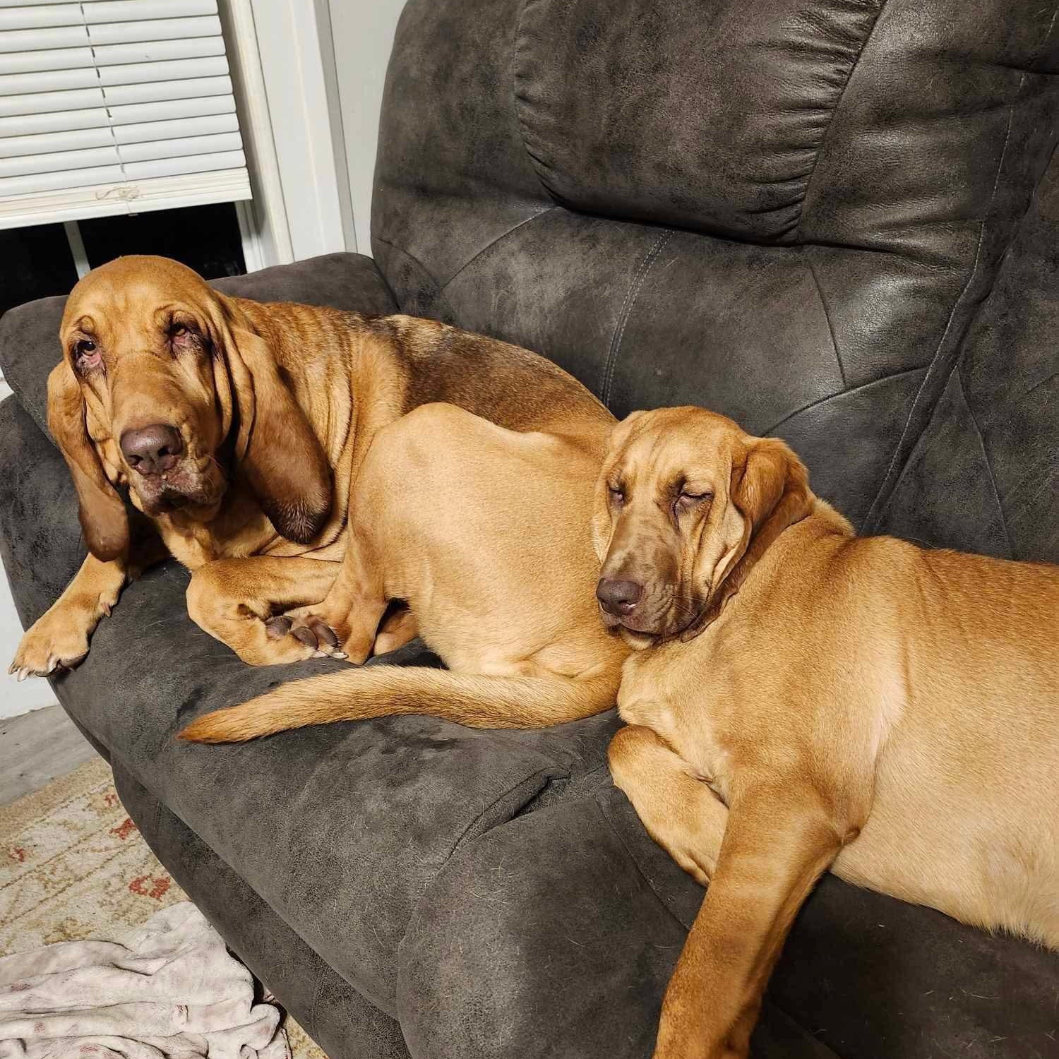Enlarge Daisy, a Adopted Bloodhound in Port Saint Lucie, FL image 3/6