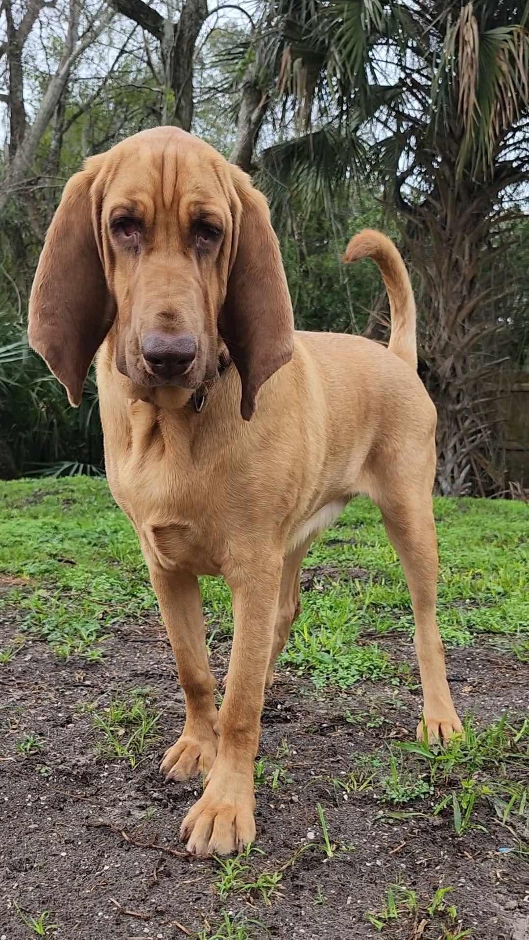 Enlarge Daisy, a Adopted Bloodhound in Port Saint Lucie, FL image 4/6