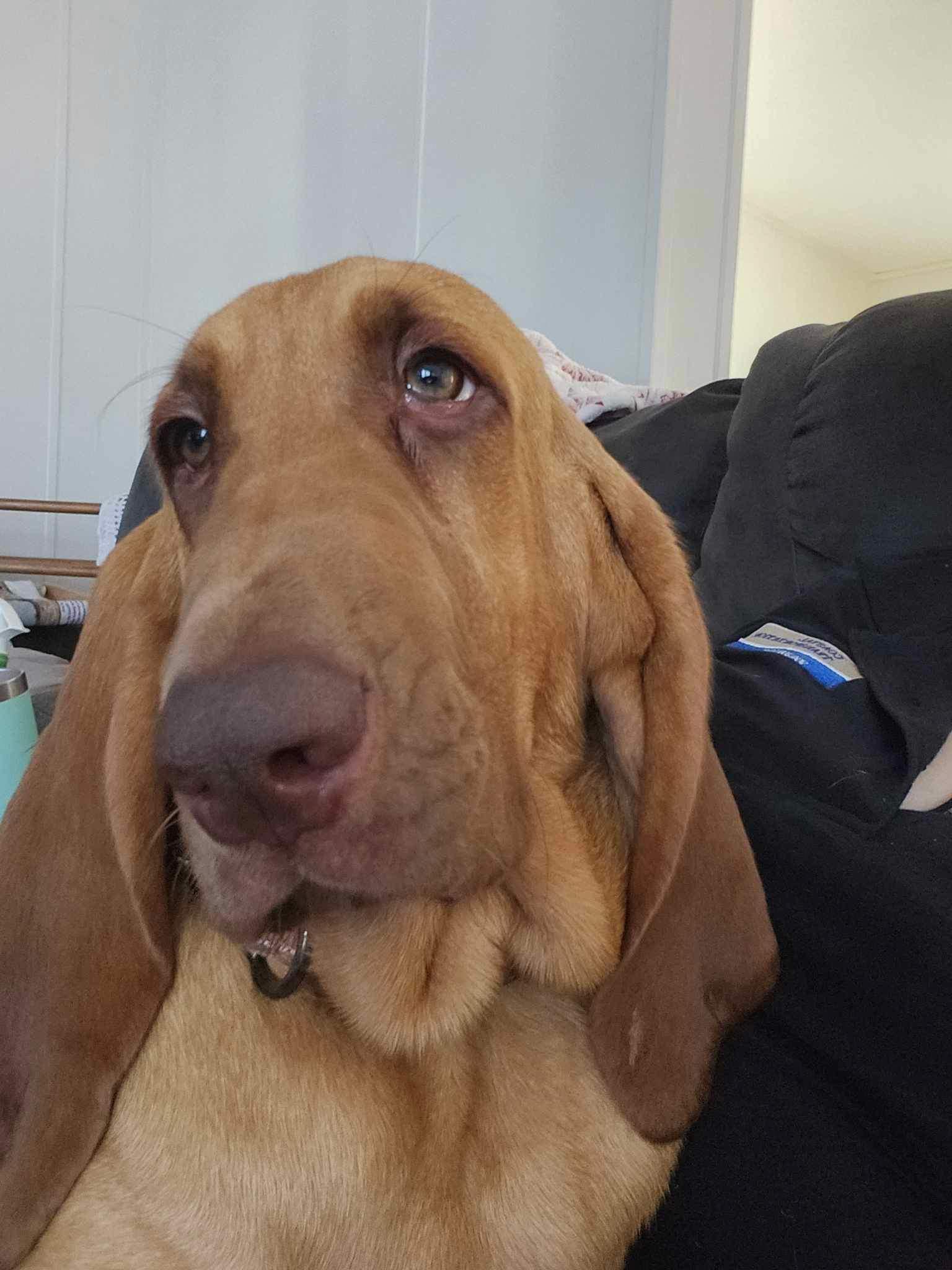 Enlarge Daisy, a Adopted Bloodhound in Port Saint Lucie, FL image 5/6