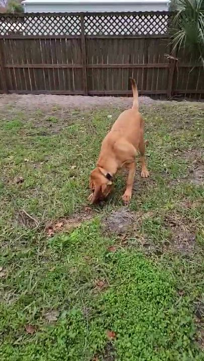 Enlarge Daisy, a Adopted Bloodhound in Port Saint Lucie, FL video 6/6