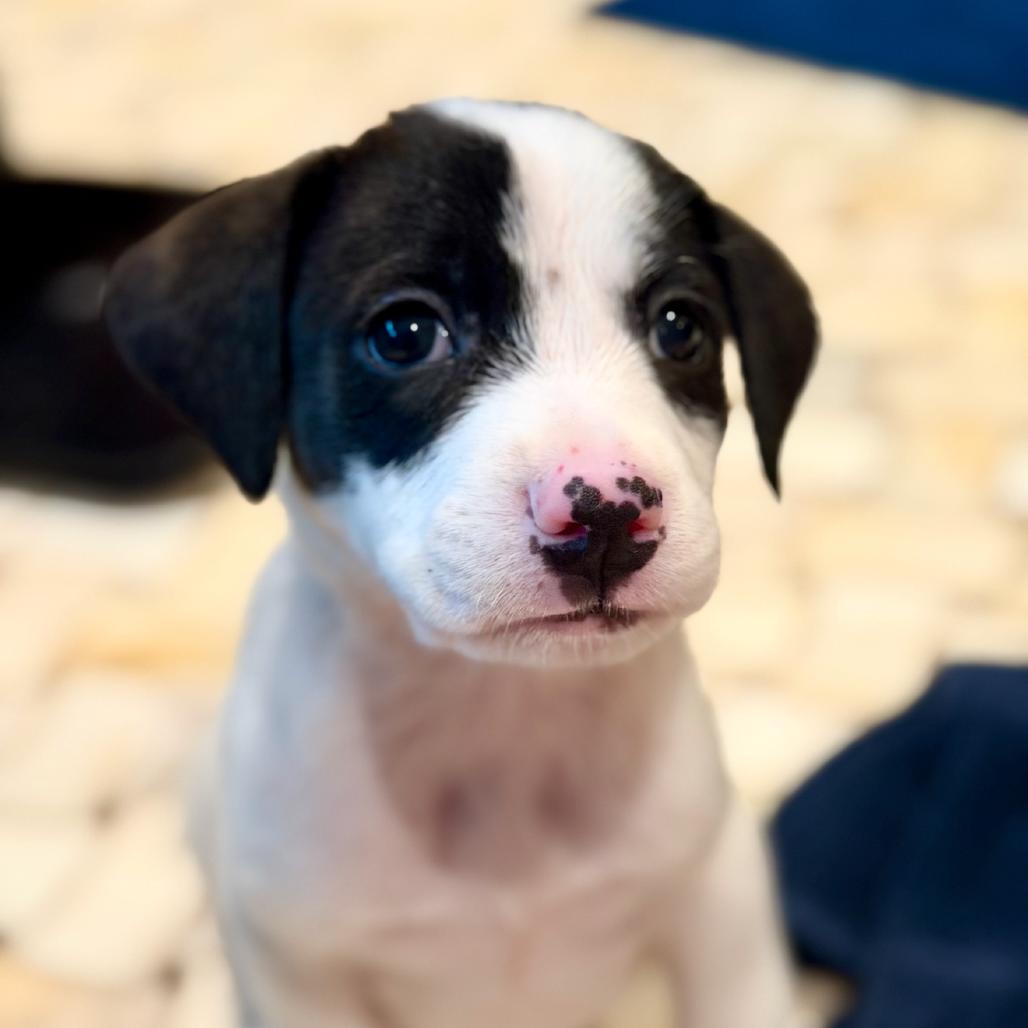 Mario, Adoptable, Puppy Male Mixed Breed & Mixed Breed.