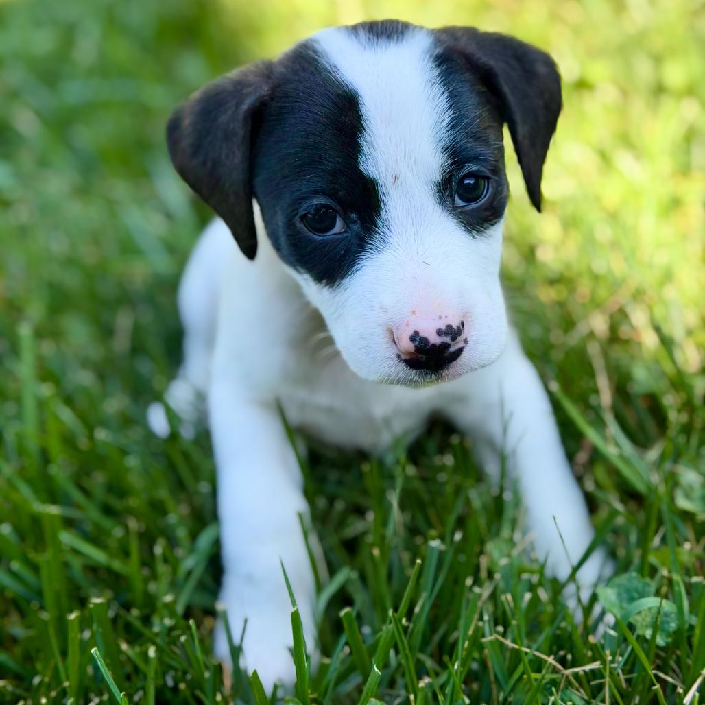 Enlarge Mario, a Adoptable mixed breed in Rockville, MD image 2/3