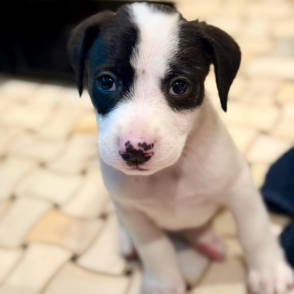 Enlarge Mario, a Adoptable mixed breed in Rockville, MD image 3/3