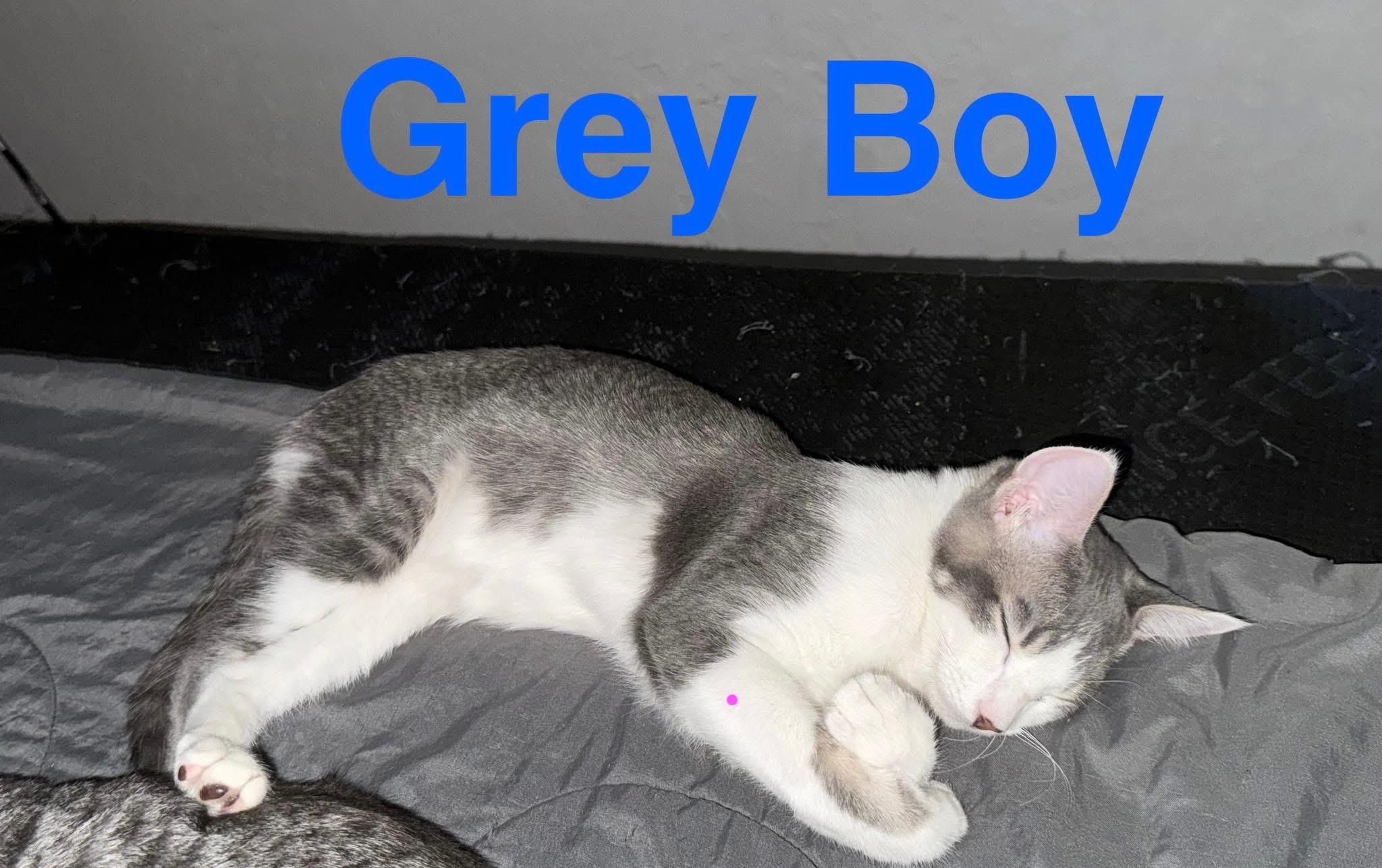 GREY BOY, ADOPTABLE, Kitten Male Tabby.
