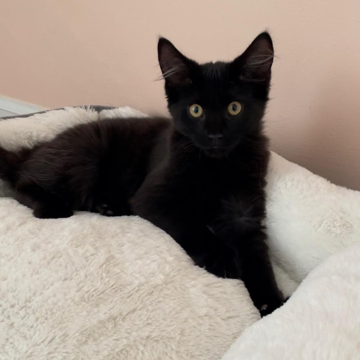 Elvis, a ADOPTABLE Domestic Medium Hair in New Bern, NC image 4/4