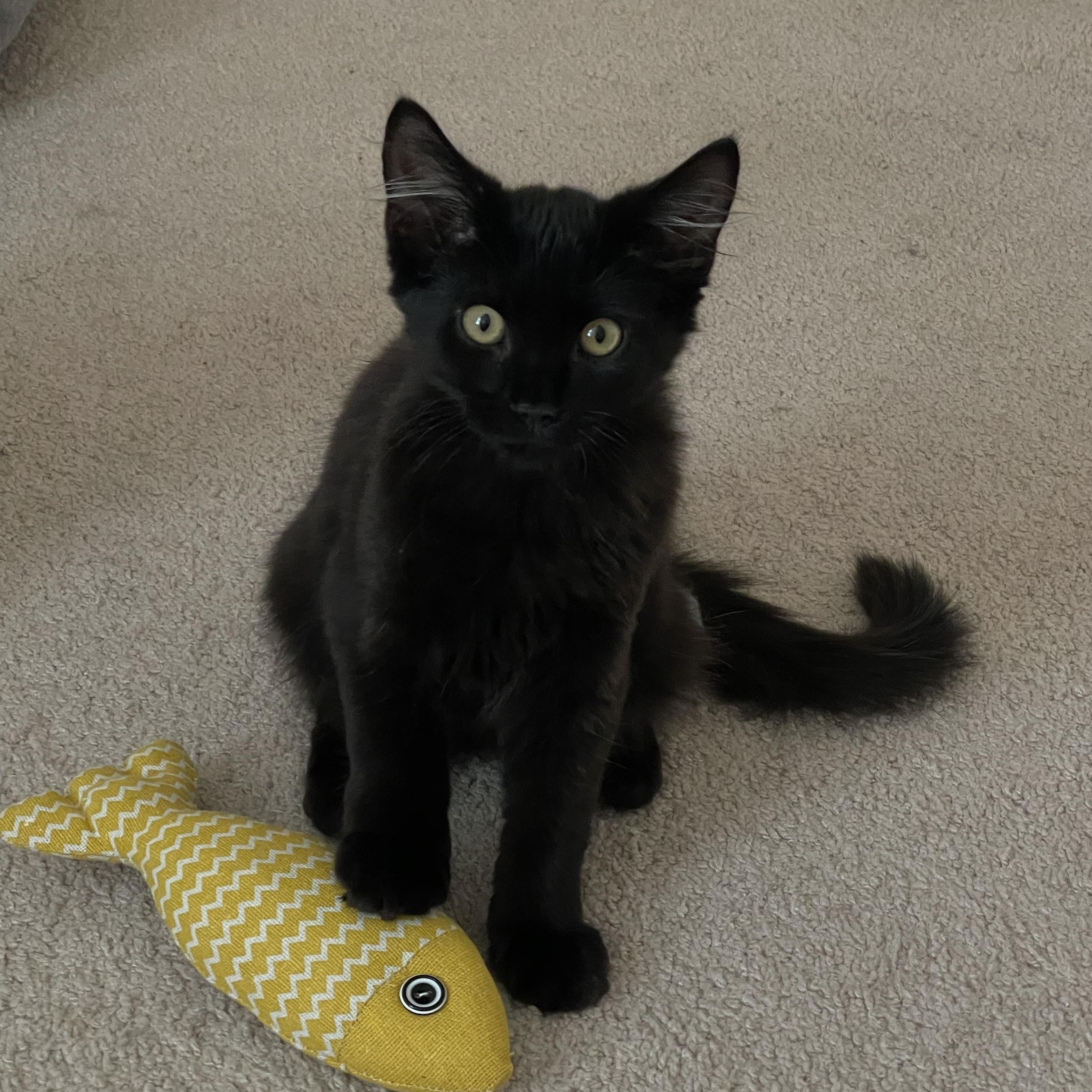 Elvis, ADOPTABLE, Kitten Male Domestic Medium Hair.