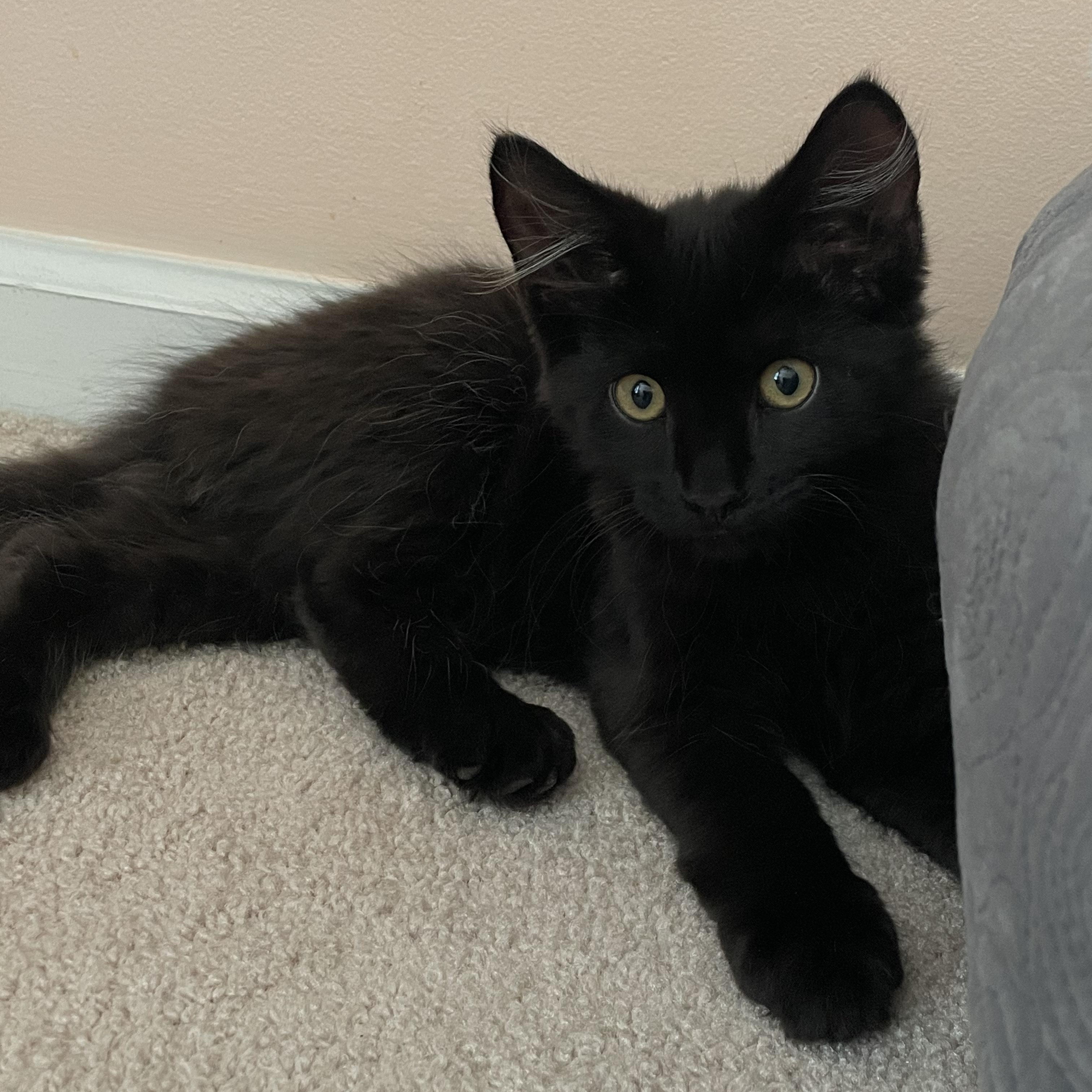 Elvis, a ADOPTABLE Domestic Medium Hair in New Bern, NC image 2/4