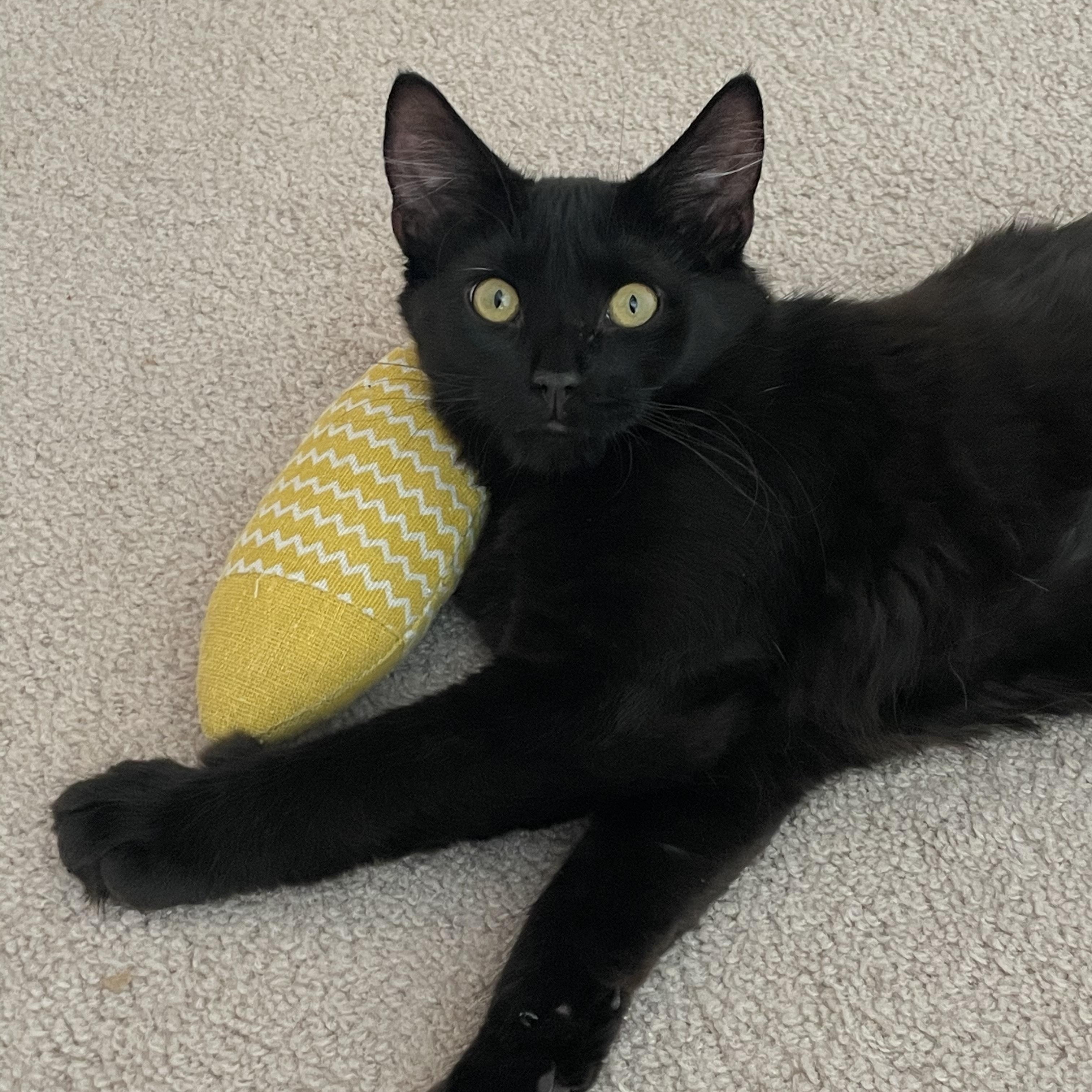 Elvis, a ADOPTABLE Domestic Medium Hair in New Bern, NC image 4/4