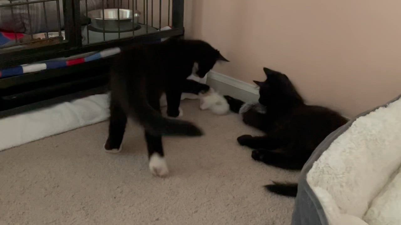 Enlarge Elvis, a ADOPTABLE Domestic Medium Hair in New Bern, NC video 3/4