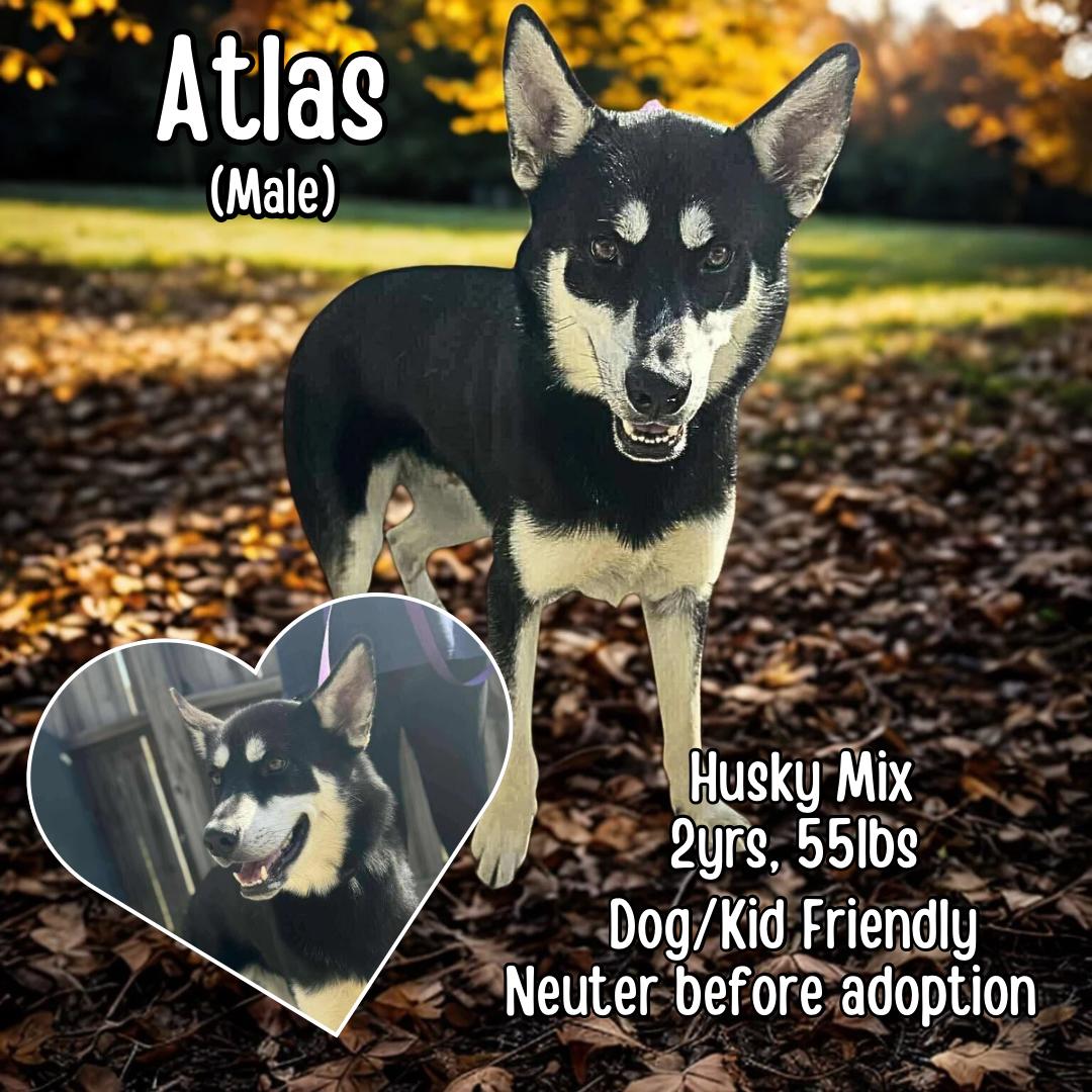 Enlarge Atlas, a Adoptable mixed breed in Lancaster, KY image 1/1